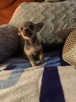 Blue boy, a male Chihuahua for sale in Salisbury, NC – 4 of 10