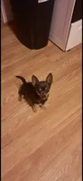(Ben) blue male, a male Chihuahua for sale in Salisbury, NC – 6 of 10