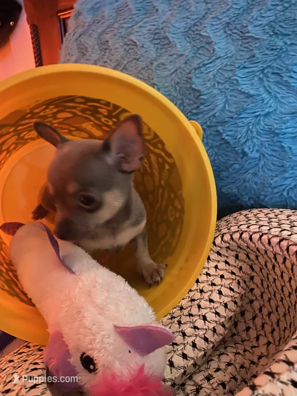 (Ben) blue male – Chihuahua puppy for sale in Salisbury, NC
