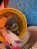 (Ben) blue male, a male Chihuahua for sale in Salisbury, NC – 1 of 10