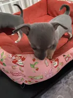 Blue boy, a male Chihuahua for sale in Salisbury, NC – 3 of 9