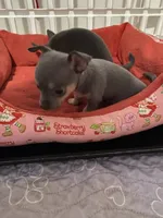 Blue boy, a male Chihuahua for sale in Salisbury, NC – 8 of 9