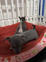 Blue boy, a male Chihuahua for sale in Salisbury, NC – 9 of 9