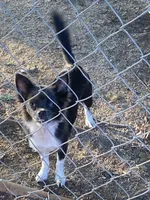 Sky, a female Chihuahua for sale in Salisbury, NC – 5 of 7