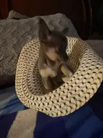 Girl chihuahua , a female Chihuahua for sale in Salisbury, NC – 5 of 10