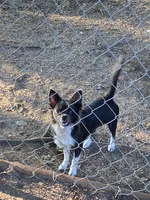 Sky, a female Chihuahua for sale in Salisbury, NC – 7 of 7