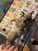 Blue boy, a male Chihuahua for sale in Salisbury, NC – Photo 6 of 10