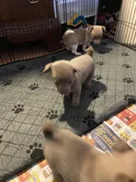 Blue boy, a male Chihuahua for sale in Salisbury, NC – Photo 7 of 10