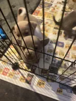 Blue boy, a male Chihuahua for sale in Salisbury, NC – Photo 5 of 10