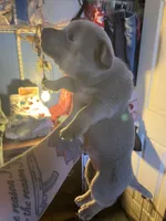 Blue boy, a male Chihuahua for sale in Salisbury, NC – Photo 2 of 10