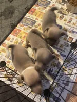 Blue boy, a male Chihuahua for sale in Salisbury, NC – Photo 9 of 10