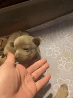 Blue boy, a male Chihuahua for sale in Salisbury, NC – Photo 3 of 10