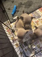 Blue boy, a male Chihuahua for sale in Salisbury, NC – Photo 10 of 10