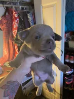 Blue boy, a male Chihuahua for sale in Salisbury, NC – Photo 1 of 10