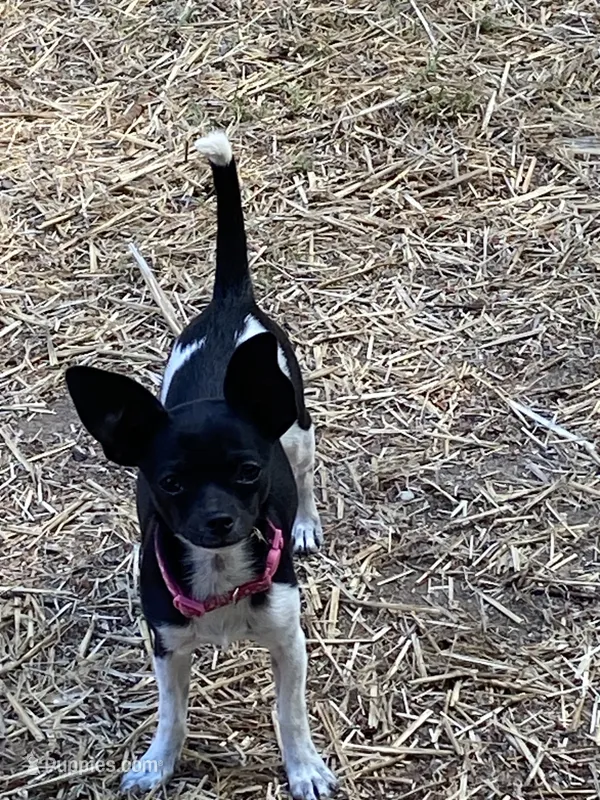 Fee fee – Chihuahua puppy for sale in Salisbury, NC