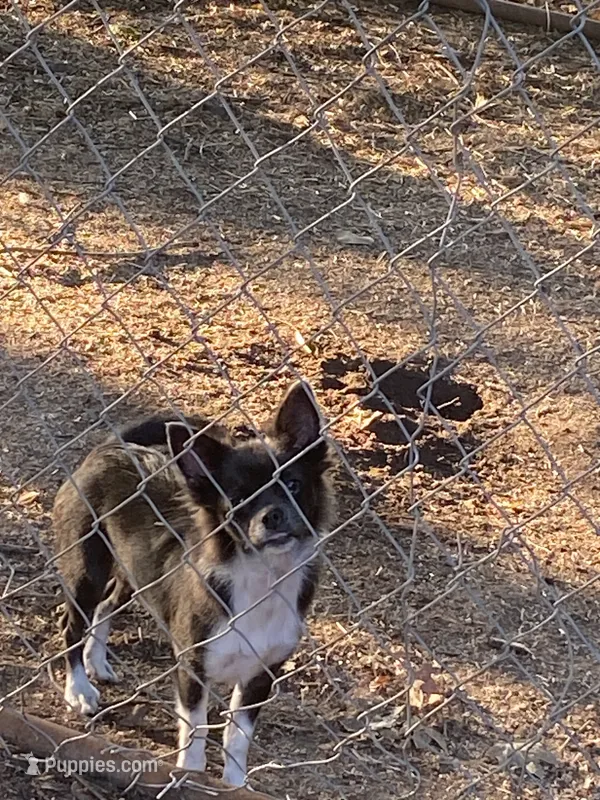 Sky – Chihuahua puppy for sale in Salisbury, NC