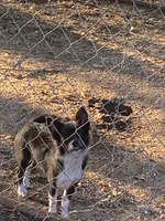 Sky, a female Chihuahua for sale in Salisbury, NC – 1 of 7