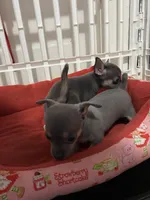 Blue boy, a male Chihuahua for sale in Salisbury, NC – 5 of 9