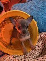 (Ben) blue male, a male Chihuahua for sale in Salisbury, NC – 2 of 10
