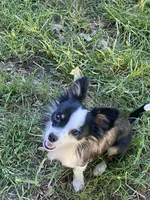 Oreo, a male Chihuahua for sale in Salisbury, NC – 2 of 7