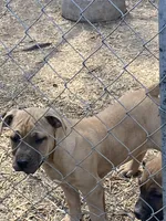 Nice bloodline , a male American Pit Bull Terrier for sale in Salisbury, NC – Photo 1 of 2