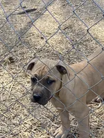 Nice bloodline , a male American Pit Bull Terrier for sale in Salisbury, NC – Photo 2 of 2