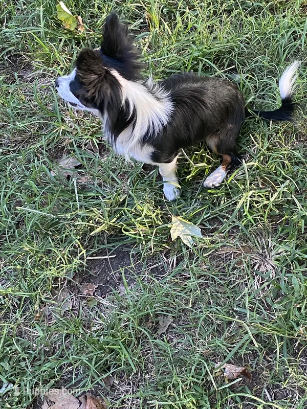 Oreo – Chihuahua puppy for sale in Salisbury, NC