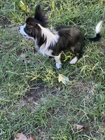 Oreo, a male Chihuahua for sale in Salisbury, NC – 1 of 7