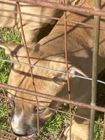 Max, a male American Pit Bull Terrier for sale in Salisbury, NC – Photo 1 of 4