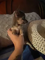 Girl chihuahua , a female Chihuahua for sale in Salisbury, NC – 6 of 10