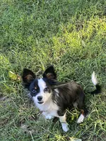 Oreo, a male Chihuahua for sale in Salisbury, NC – 6 of 7
