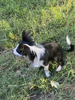 Oreo, a male Chihuahua for sale in Salisbury, NC – 5 of 7