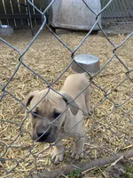 Pittty, a male American Pit Bull Terrier for sale in Salisbury, NC – Photo 3 of 4