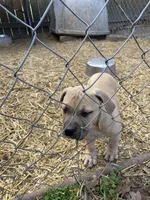 Pittty, a male American Pit Bull Terrier for sale in Salisbury, NC – Photo 4 of 4