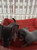 Blue boy, a male Chihuahua for sale in Salisbury, NC – 4 of 9