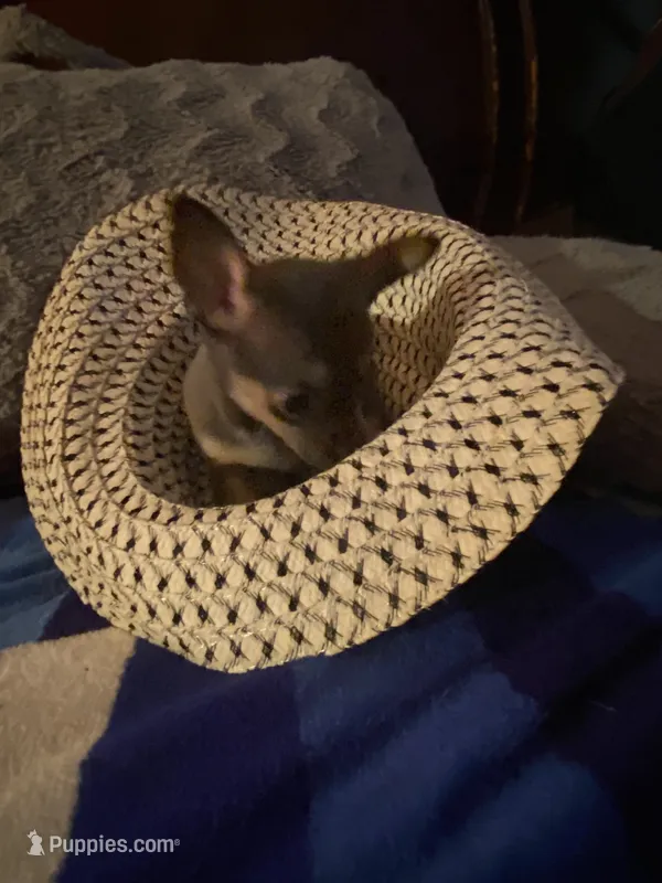 Girl chihuahua  – Chihuahua puppy for sale in Salisbury, NC