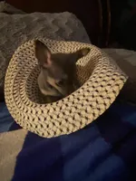Girl chihuahua , a female Chihuahua for sale in Salisbury, NC – 1 of 10