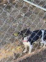 Fee fee, a female Chihuahua for sale in Salisbury, NC – 6 of 7