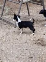 Oreo, a male Chihuahua for sale in Salisbury, NC – Photo 3 of 10