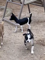 Oreo, a male Chihuahua for sale in Salisbury, NC – Photo 2 of 10