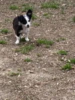 Oreo, a male Chihuahua for sale in Salisbury, NC – Photo 4 of 10