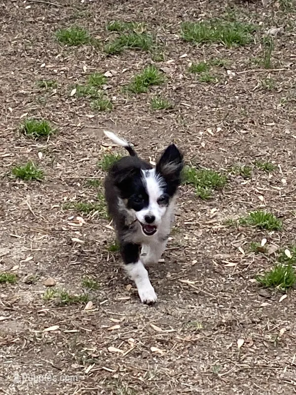 Oreo, a male Chihuahua for sale in Salisbury, NC – Photo 1 of 10