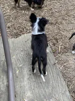 Oreo, a male Chihuahua for sale in Salisbury, NC – Photo 8 of 10