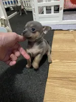 Blue boy, a male Chihuahua for sale in Salisbury, NC – 6 of 9