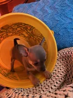 (Ben) blue male, a male Chihuahua for sale in Salisbury, NC – 9 of 10