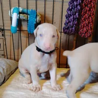 Akc M white Raphael , a male Doberman Pinscher for sale in Dixon, IL – Photo 3 of 4