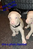 Akc M white Raphael , a male Doberman Pinscher for sale in Dixon, IL – Photo 4 of 4