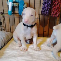 Akc M white Raphael , a male Doberman Pinscher for sale in Dixon, IL – Photo 2 of 4