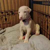 AKC f white- Seraphina , a female Doberman Pinscher for sale in Dixon, IL – Photo 7 of 7