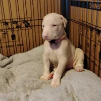 AKC f white- Seraphina , a female Doberman Pinscher for sale in Dixon, IL – Photo 5 of 7